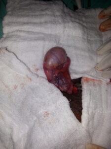 Normal testes on the opposite site
